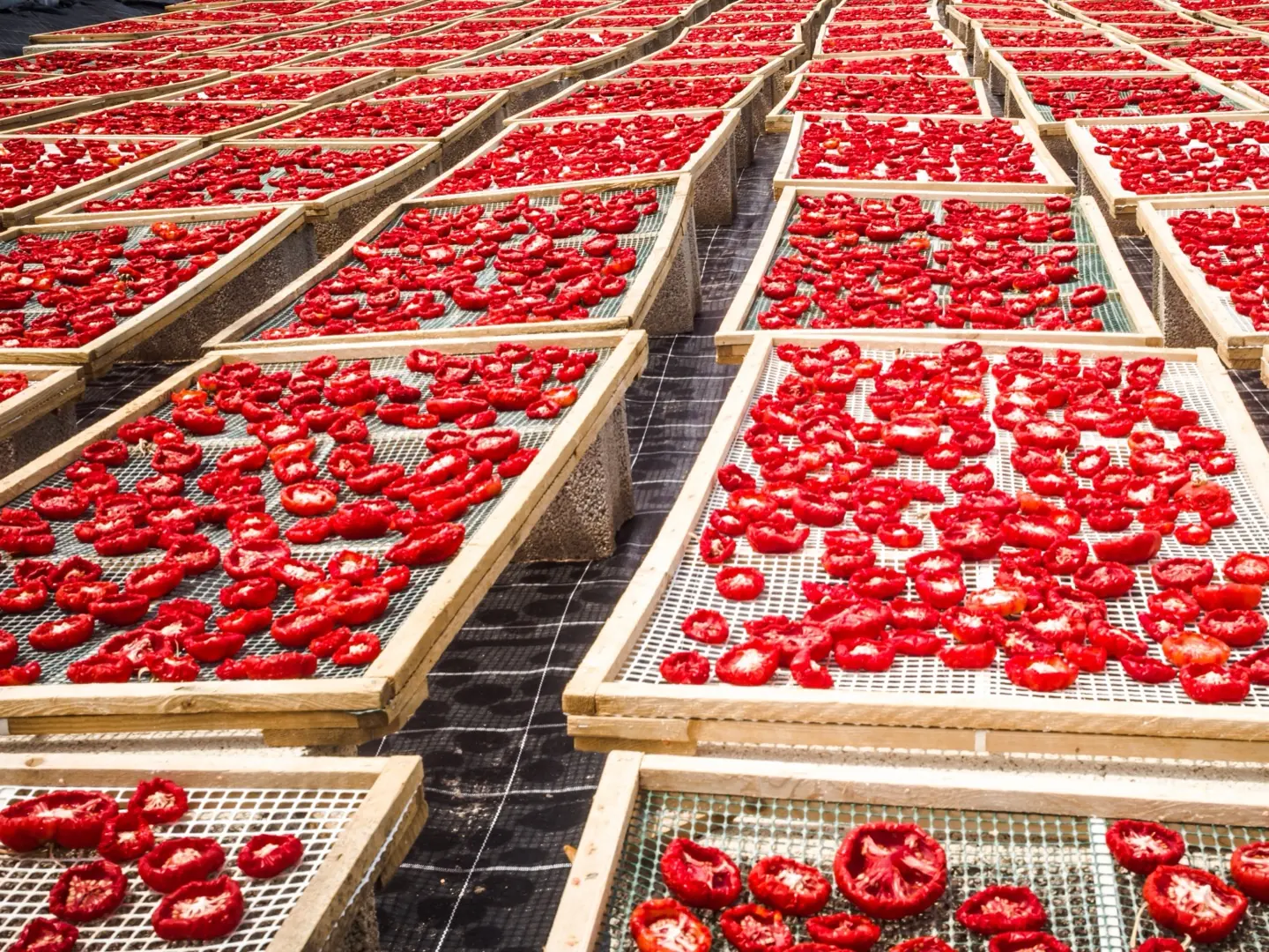 Sliced tomatoes drying in the sun on wooden trays